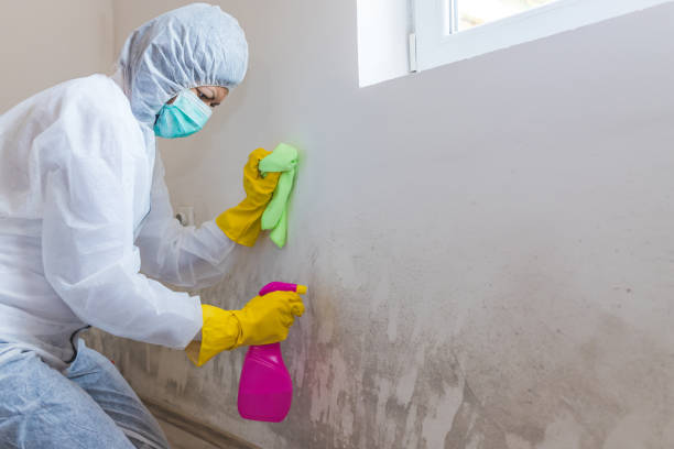 Best Forensic Mold Investigation  in Babson Park, FL