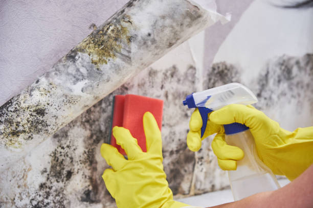 Best Mold Damage Restoration  in Babson Park, FL